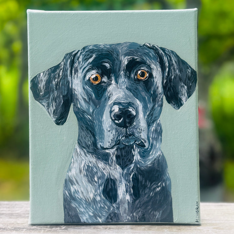 Pet Portraits