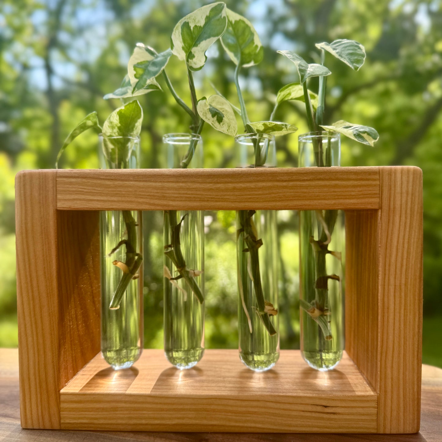Cherry Propagation Station by The Piddlin’ Farm