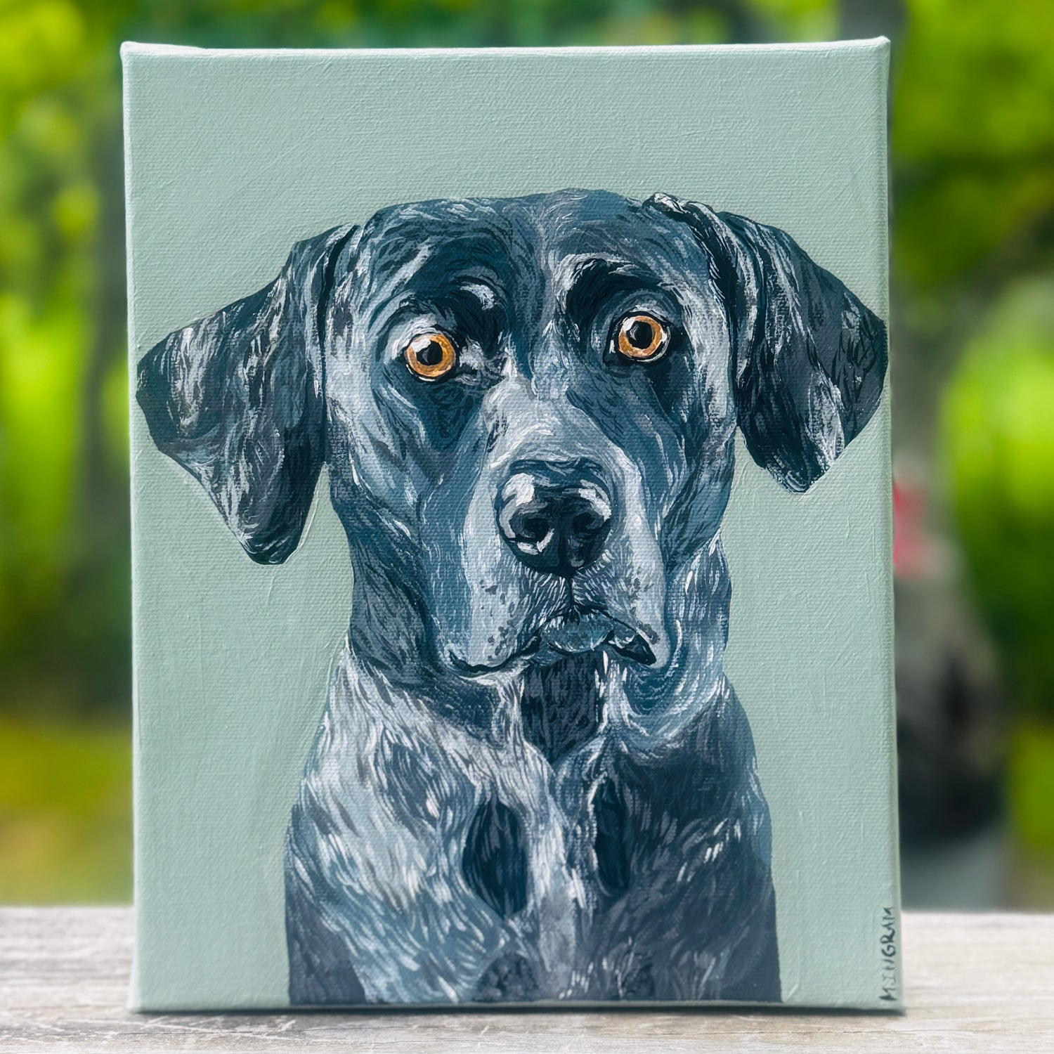 Pet Portraits