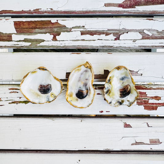 Oyster Magnets
