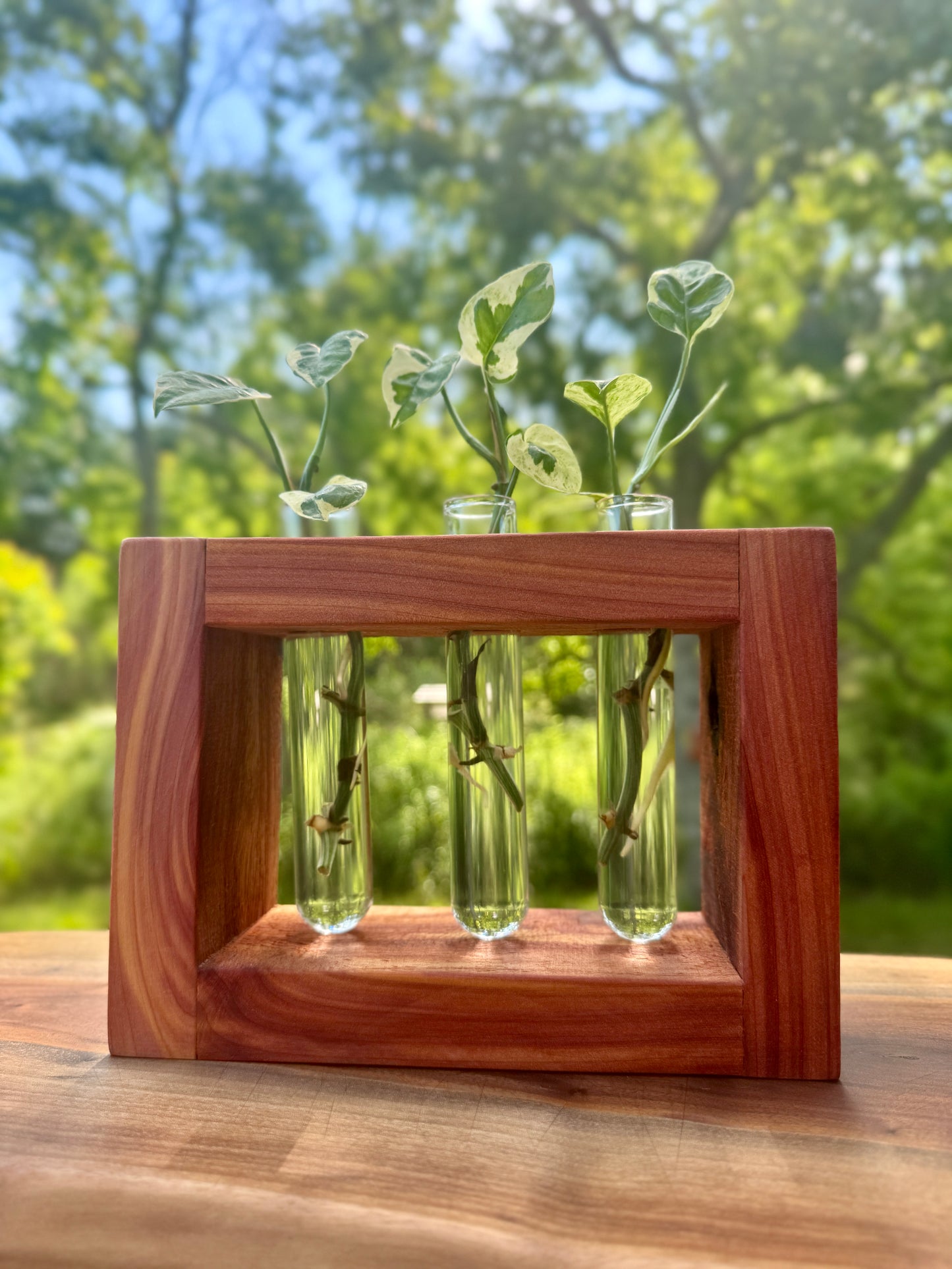 Cedar Propagation Station by The Piddlin’ Farm