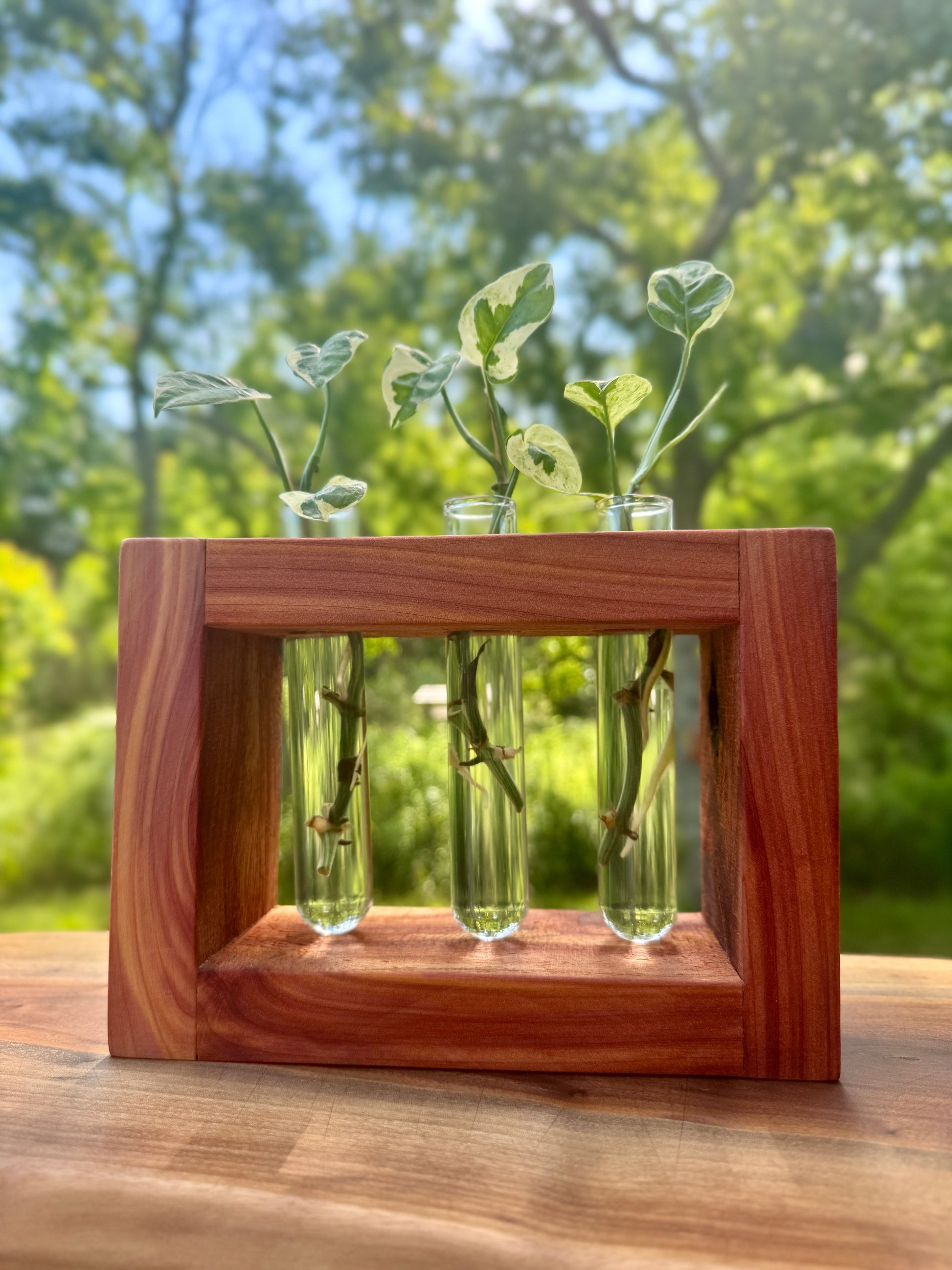 Cedar Propagation Station by The Piddlin’ Farm