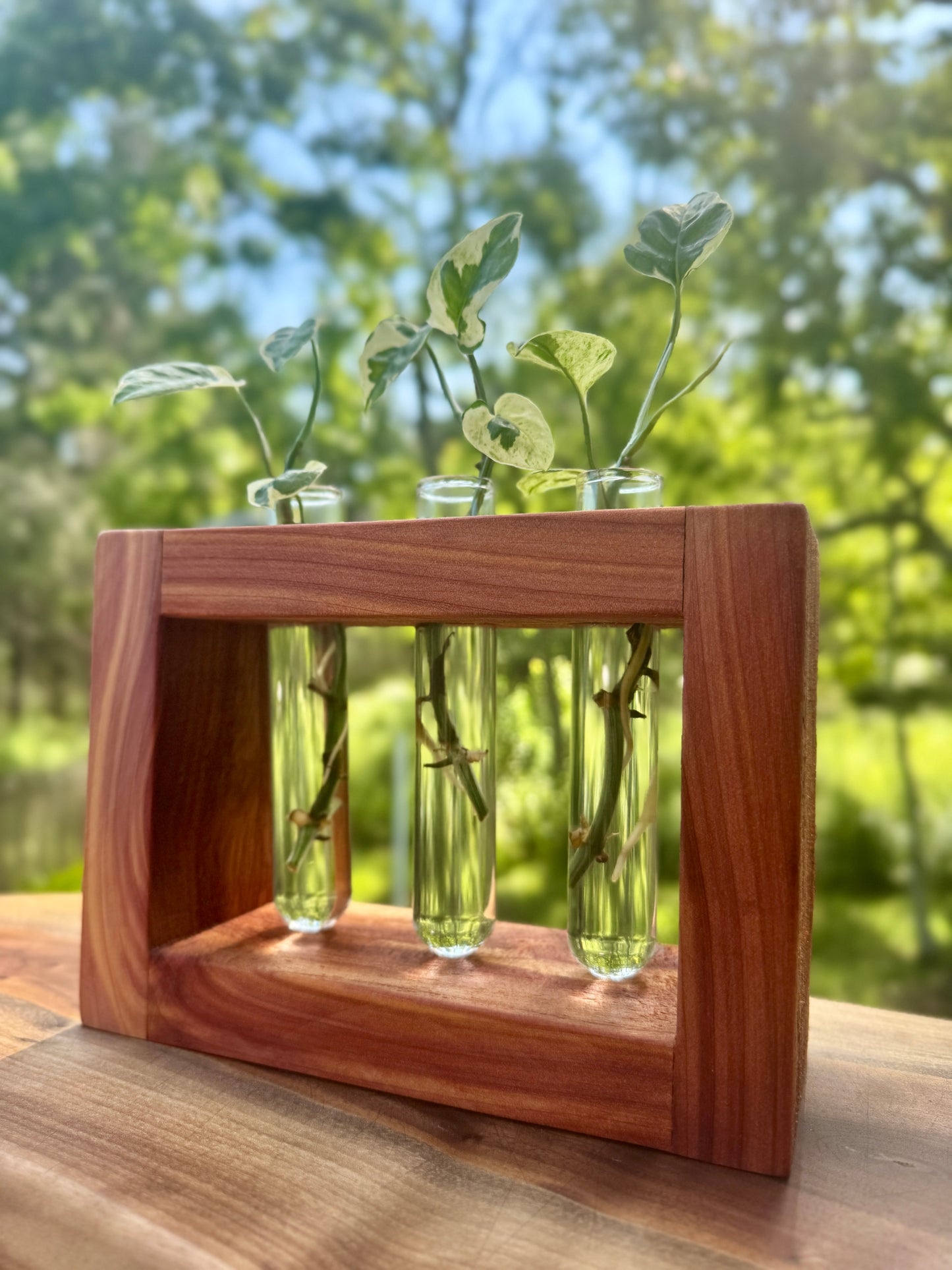 Cedar Propagation Station by The Piddlin’ Farm