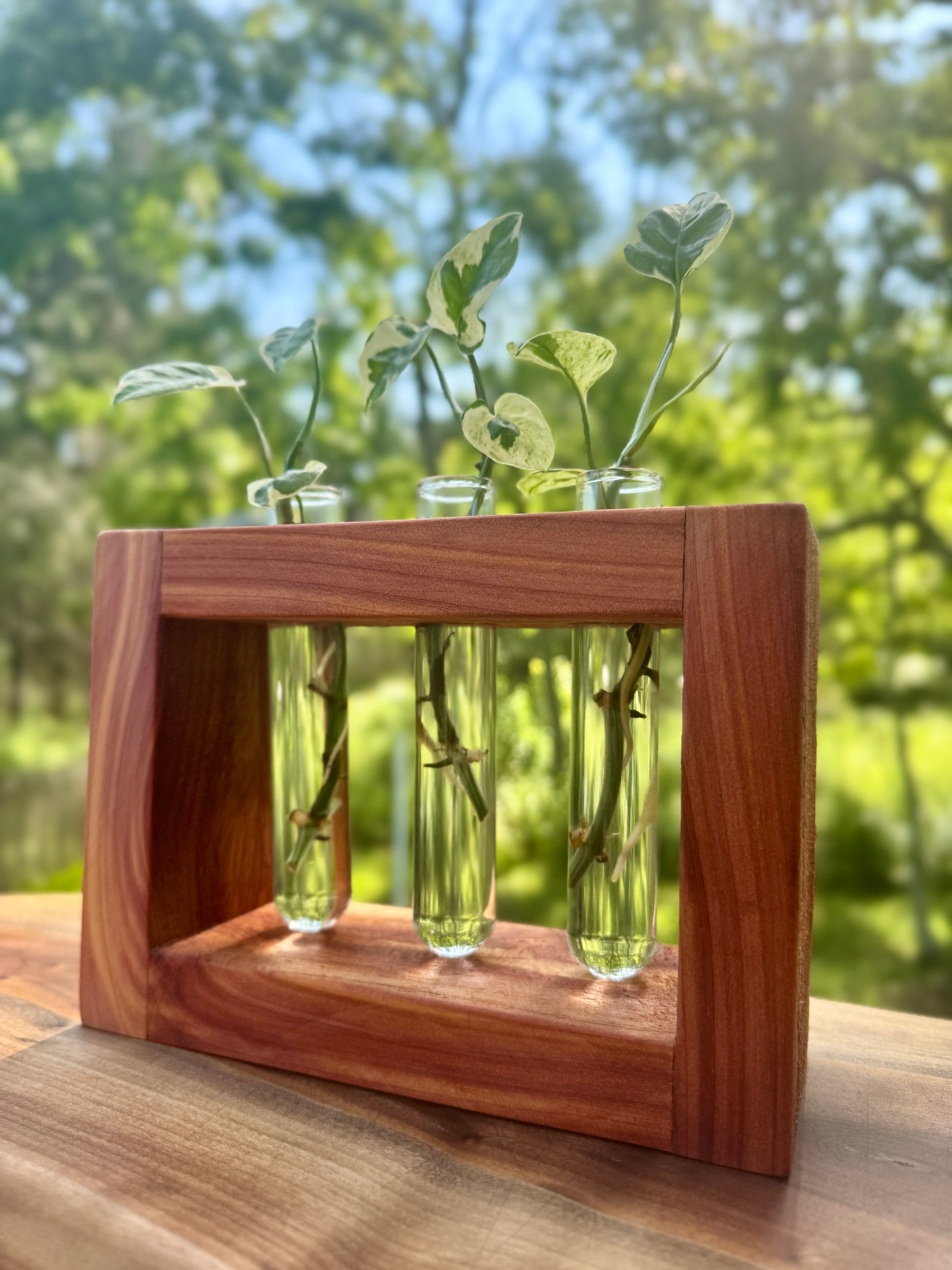 Cedar Propagation Station by The Piddlin’ Farm
